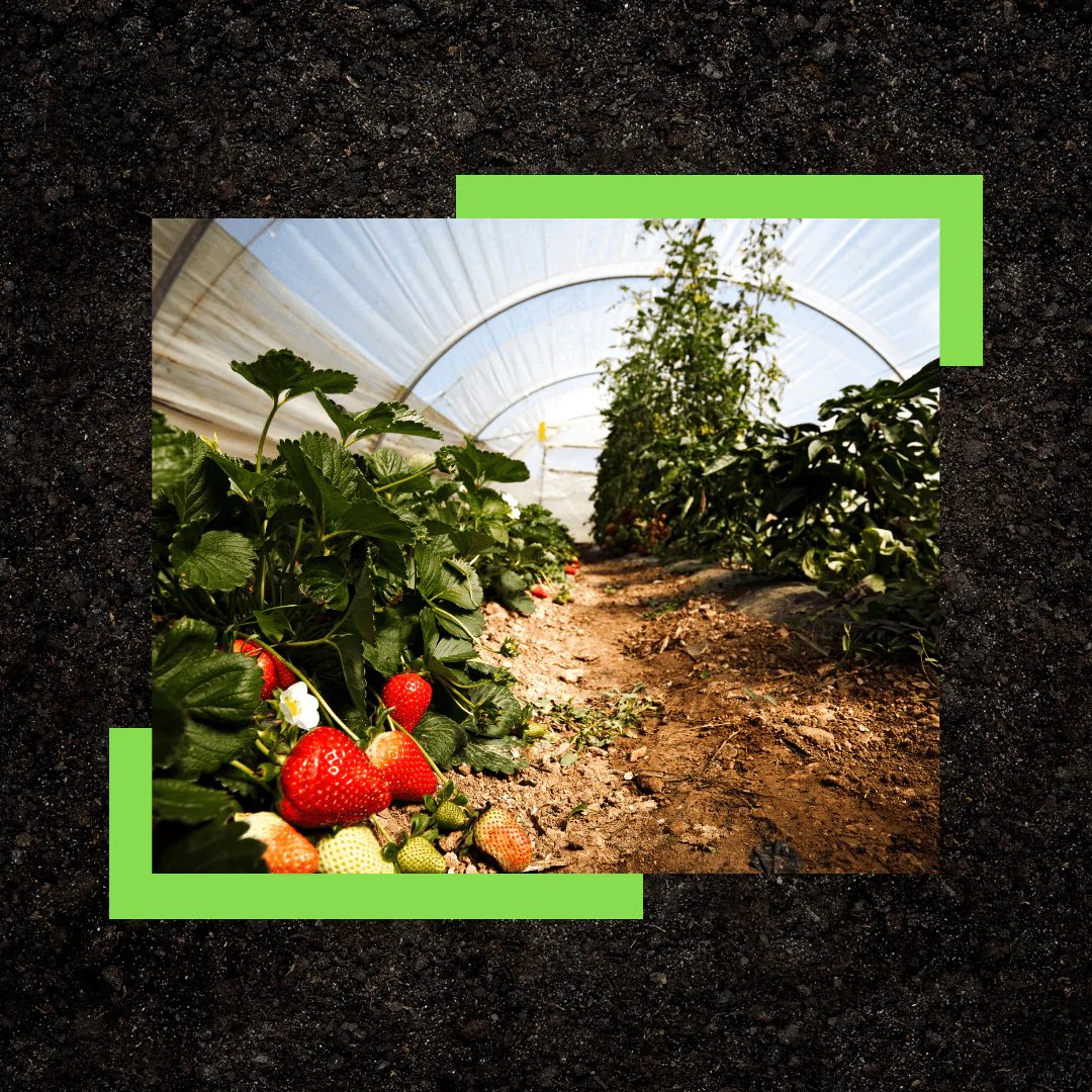 Janssens Greenhouses