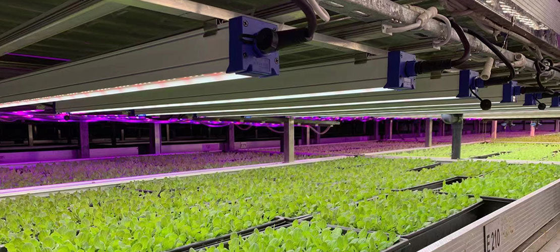 Astrica 45W LED Indoor Plant Grow Light