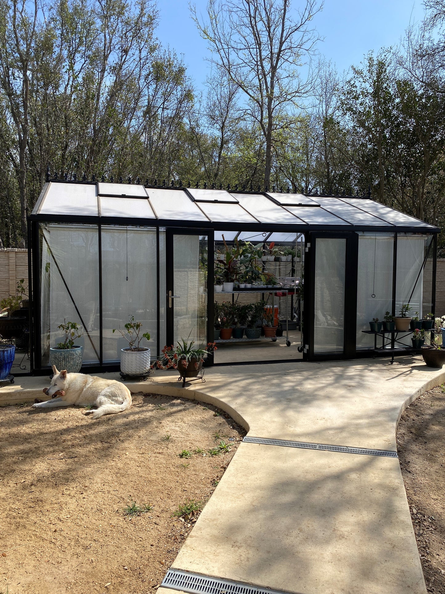 Exaco Janssens Large Royal Victorian VI 46 Greenhouse 13 x 20 ft