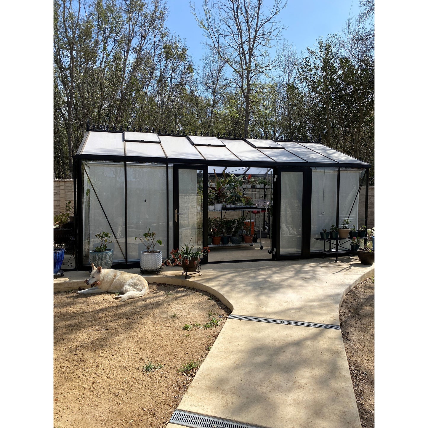 Exaco Janssens Large Royal Victorian VI 46 Greenhouse 13 x 20 ft