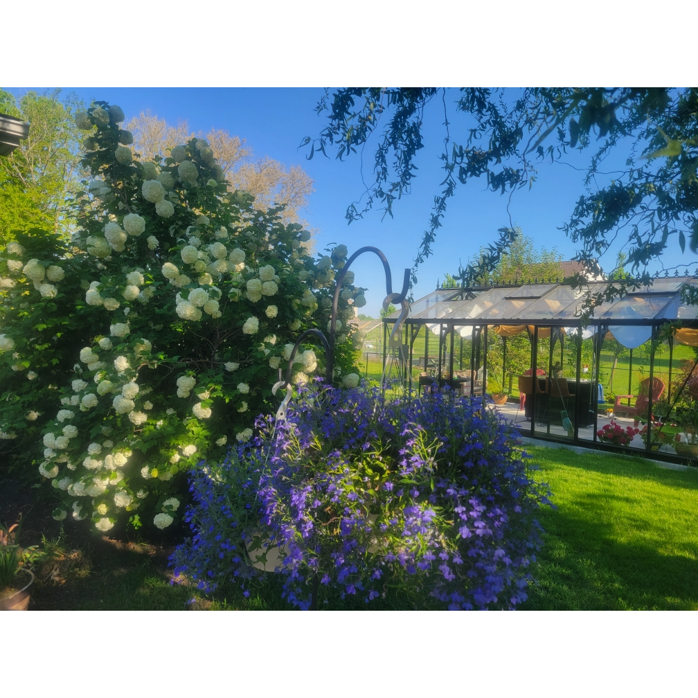 Exaco Janssens Large Royal Victorian VI 46 Greenhouse 13 x 20 ft