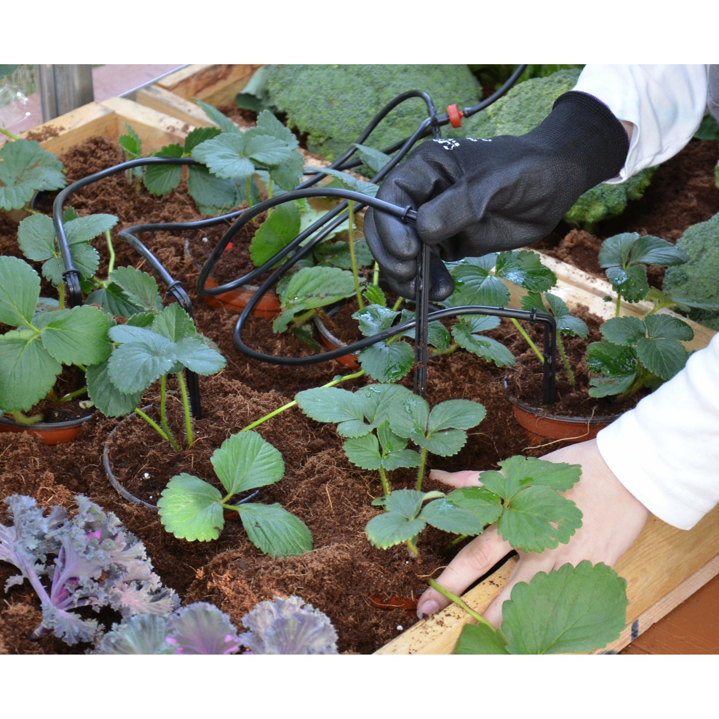 Palram Drip Irrigation Kit