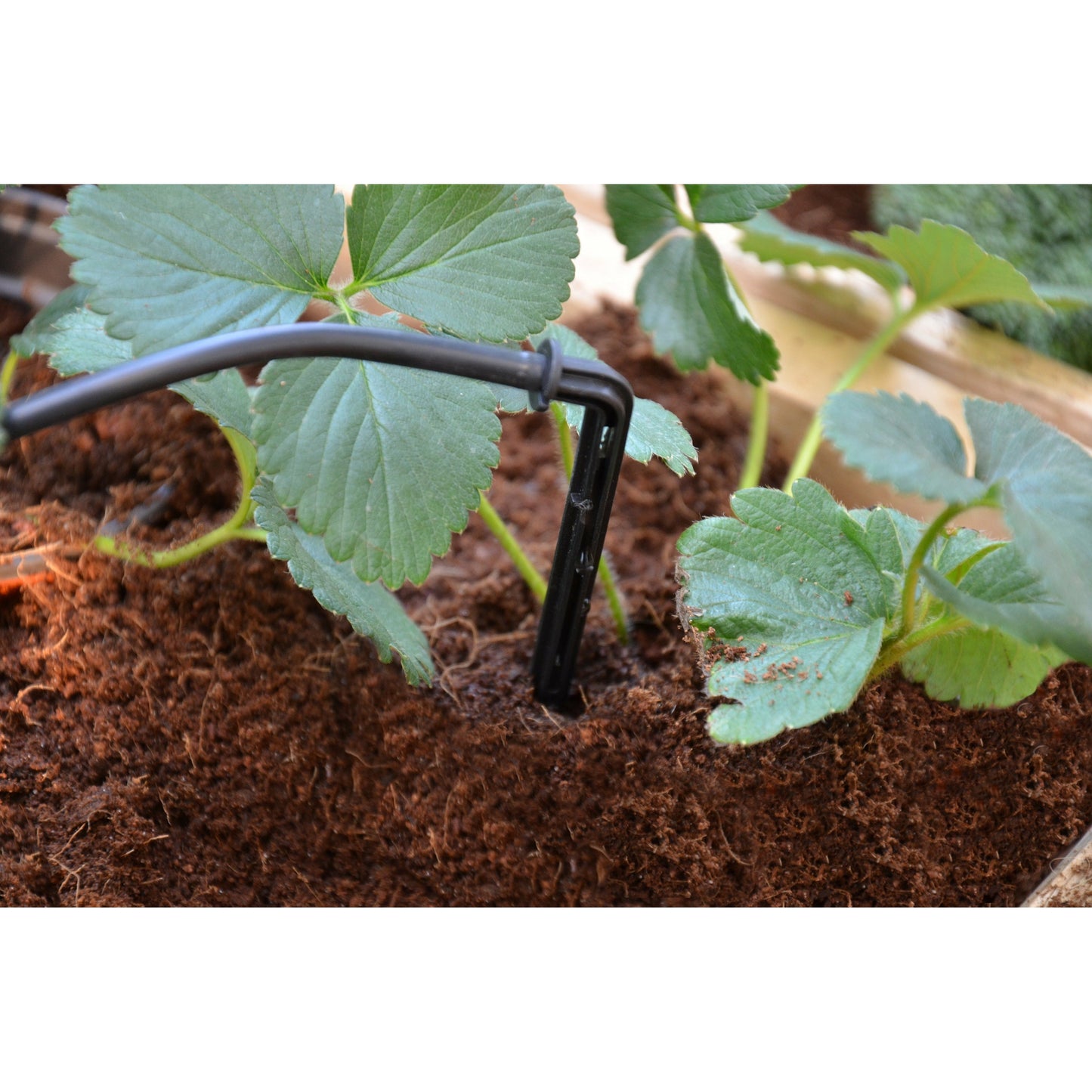 Palram Drip Irrigation Kit