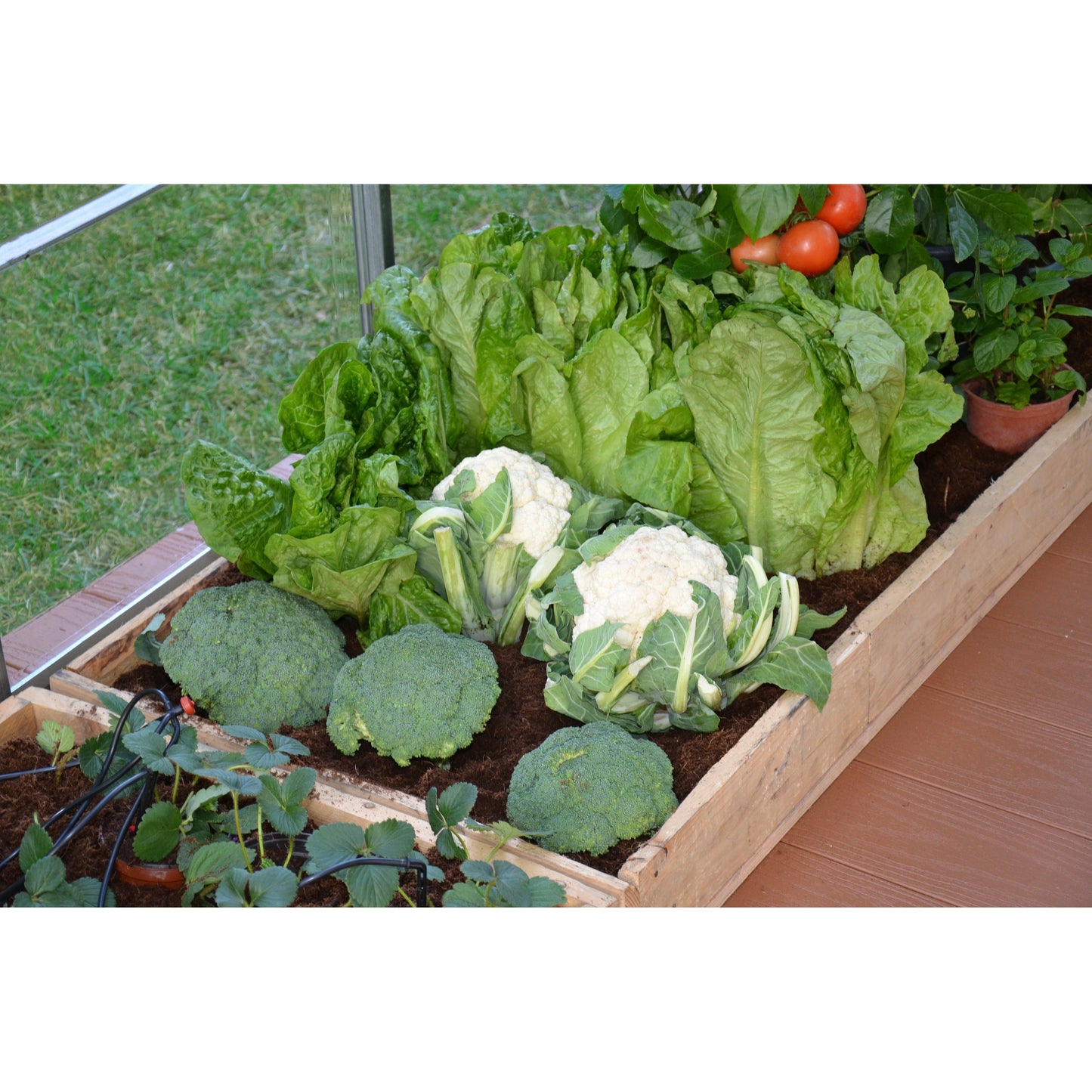 Palram Drip Irrigation Kit