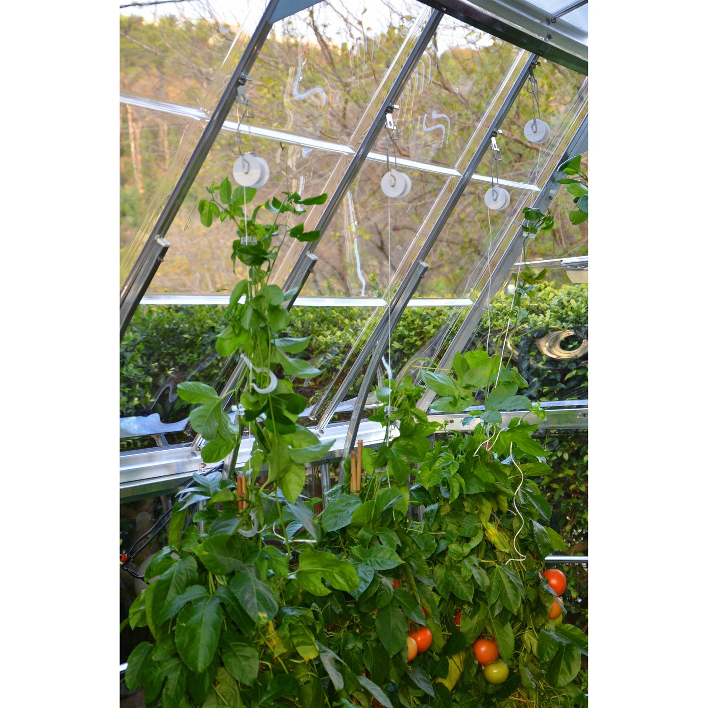 Palram Trellising Kit Pro for Palram - Canopia and Rion Greenhouses