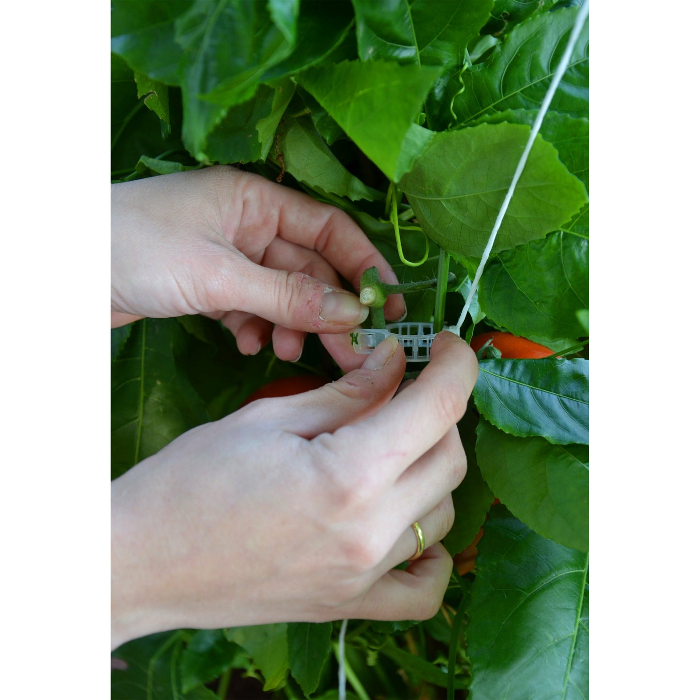 Palram Trellising Kit Pro for Palram - Canopia and Rion Greenhouses