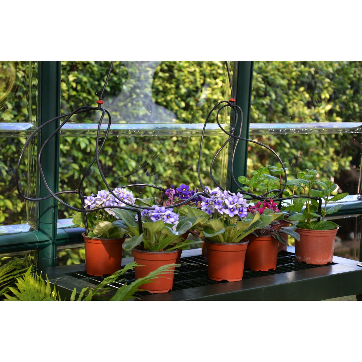 Rion Prestige 2 Clear 8' x 16' Greenhouse