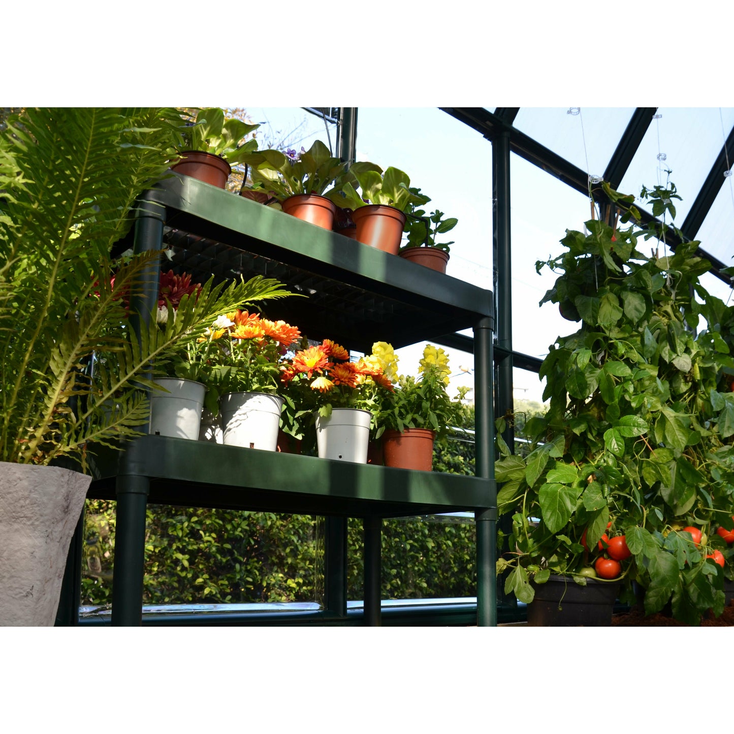 Rion Prestige 8' x 20' Greenhouse