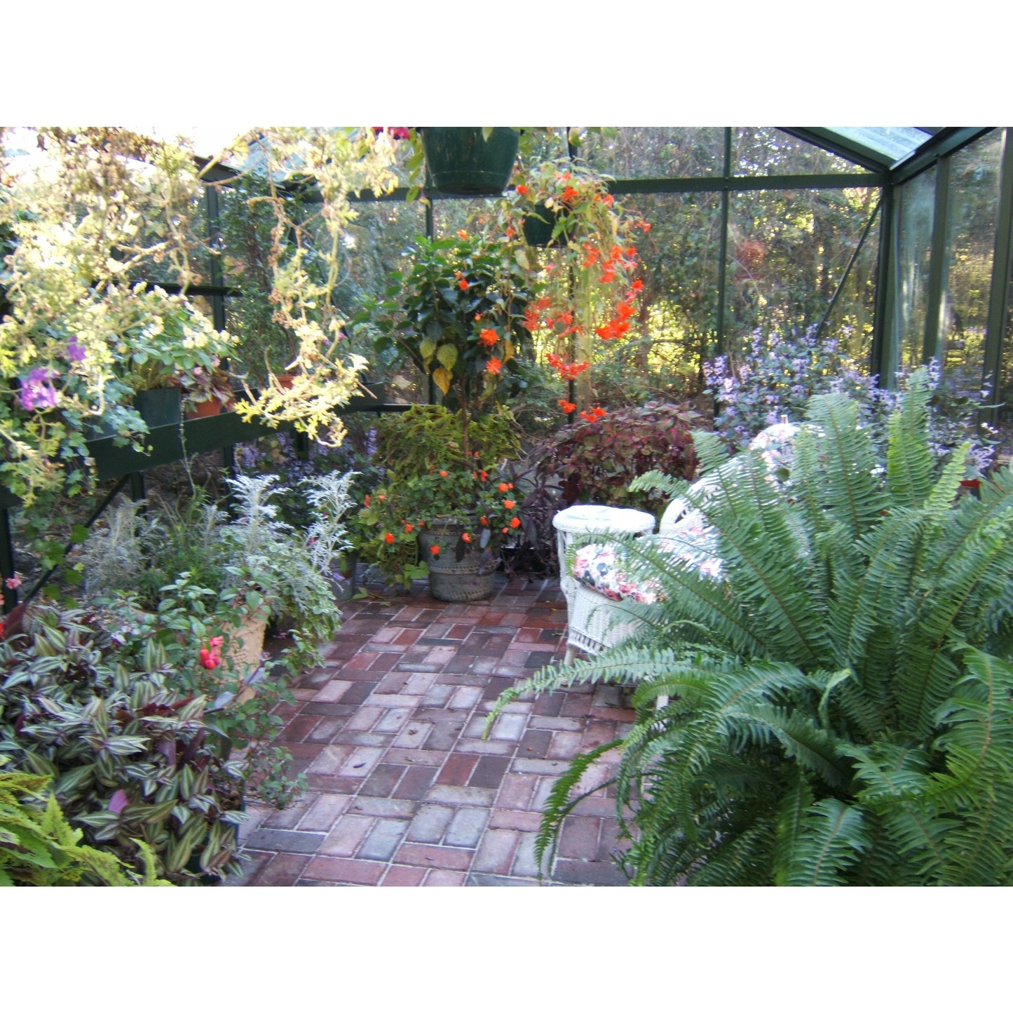 Exaco Janssens Royal Victorian VI 34 Greenhouse 10 x 15 ft