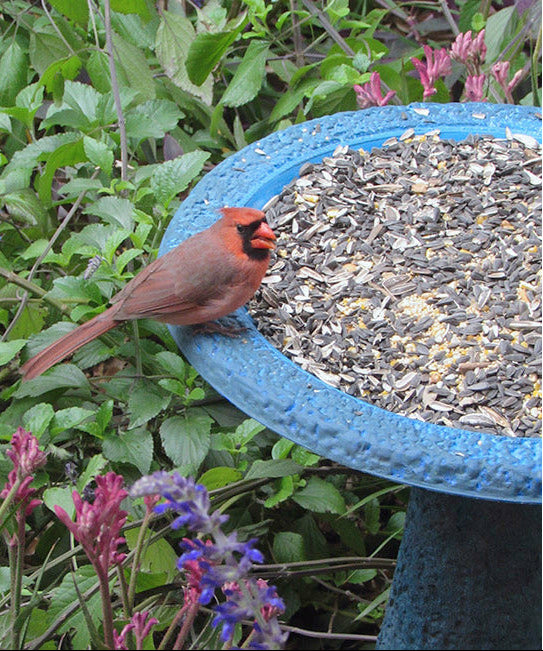 Dark/Light Blue Bird Bath