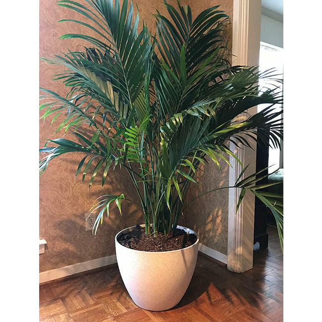 Planter - Medium Large - Spackled White
