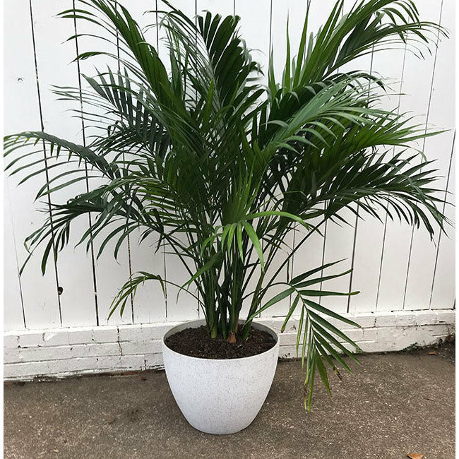 Planter - Medium Large - Spackled White