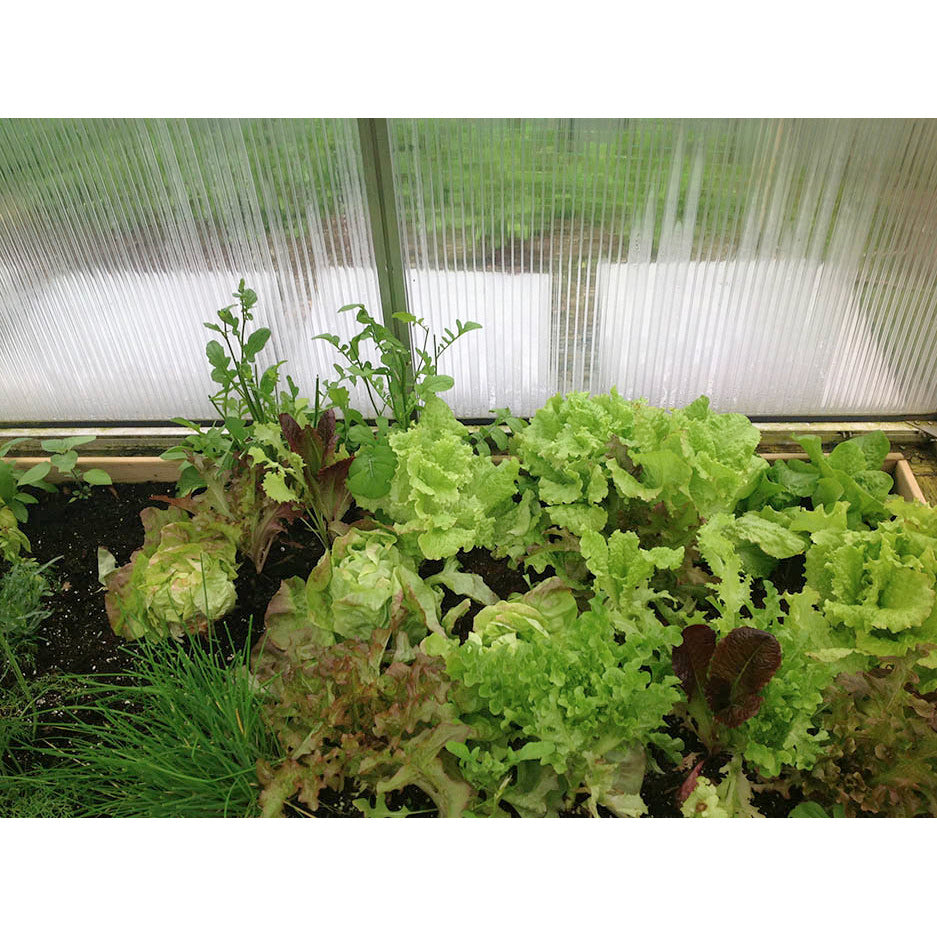 RIGA 4s Greenhouse (14' x 7'8")