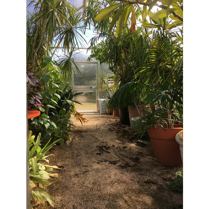 RIGA XL 6 Greenhouse 14' x 19'10"