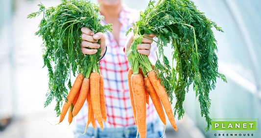 Growing Carrots In Greenhouse: A Quick Guide For New Growers - Planet Greenhouse