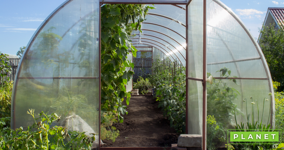 Where Is The Best Spot For Your Greenhouse?