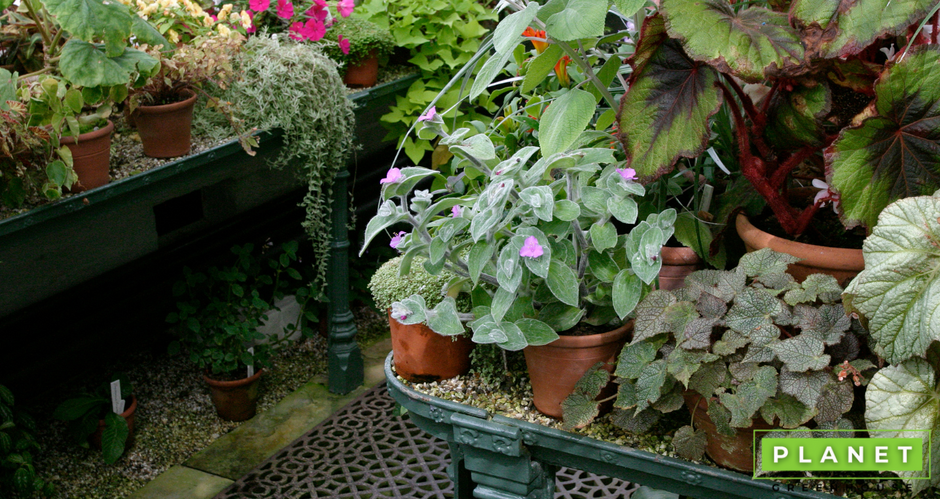 Why Purchase A Victorian Greenhouse?