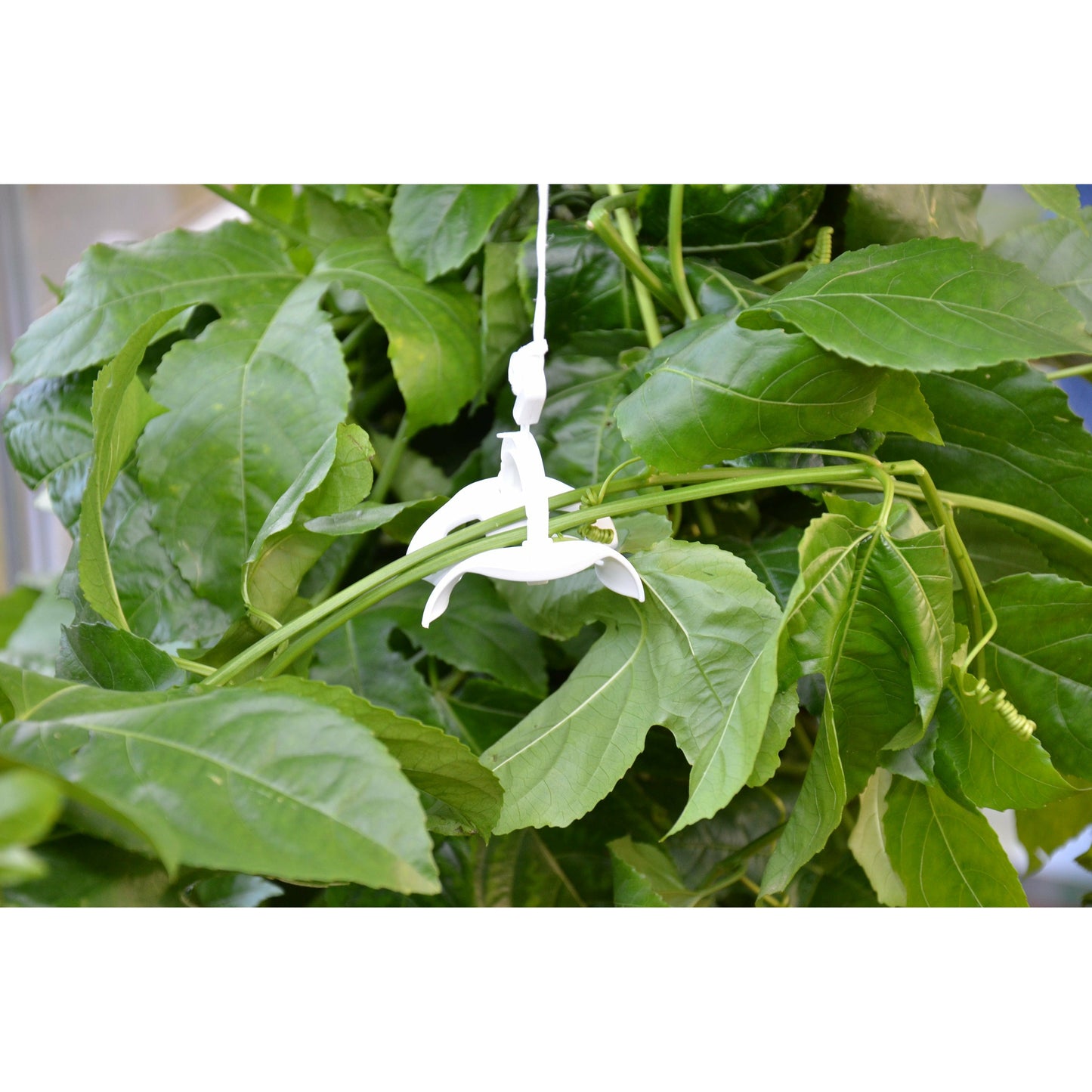 Palram Trellising Kit Pro for Palram - Canopia and Rion Greenhouses